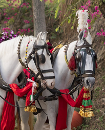 A white horse dressed for the wedding arrival